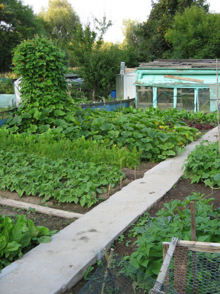 Gemüsegarten mit Gartenweg