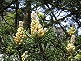 1.000 Samen -Waldkiefer- (Pinus sylvestris) (Winterhart) auch Gemeine Kiefer, Rotföhre, Weißkiefer oder Forche genanntgenannt !