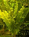 1 Aponogeton Crispus, Krause Wasserähre, Pflanze