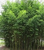1 Bambus Pflanze Phyllostachys aurea Goldrohr oder Gelber Bambus 120-140 cm Höhe