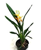 1 blühfähige Orchidee der Sorte: Brassada Mivada, 12cm Topf