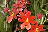 1 blühfähige Orchidee der Sorte: Burrageara nelly Isler, 9cm Topf