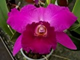 1 blühfähige Orchidee der Sorte: Cattleya Hybride Dahlenburg, 15cm Topf