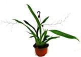 1 blühfähige Orchidee der Sorte: Oncidium ornythorhynchum, 14cm Ampel