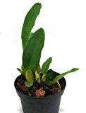 1 blühfähige Orchidee der Sorte: Oncidium phymatochillum, 10cm Topf