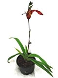 1 blühfähige Orchidee der Sorte: Phragmipedium Living Fire, 12cm Topf