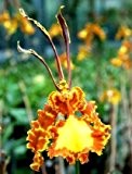 1 blühfähige Orchidee der Sorte: Psychopsis, 10cm Topf