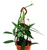 1 blühfähige Orchidee der Sorte: Vanilla planifolia, 12cm Topf