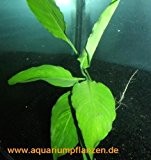 1 Bund Spathiphyllum petite, Speerblatt barschfest