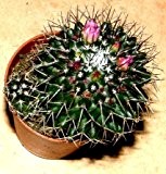 1 getopfter Kaktus für Terrarien und Fensterbänke, Topfpflanze, Kaktee