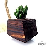1 Kaktus (5,5 cm Durchmesser) + Topf aus Holz - El Cactus 1.0 - El Palo Germany