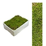 1 Kiste Plattenmoos ca 2,00 - 2,50 kg Polstermoos naturgrün