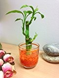 1 Lucky Bambus in Zylinder Glas Vase mit Kies [3 Stiele] - Orange