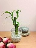 1 Lucky Bambus in Zylinder Glas Vase mit Kies [3 Stiele] - weiß