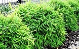 1 Mutter-Pflanze Frostharter Fargesia murieliae Jumbo Bambus schnellwachsend ca.60-80 cm. Auslieferungshöhe