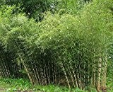 1 Mutter-Pflanze Seltener Frostharter Fargesia nitida Black Pearl Bambus schnellwachsend ca.60-80 cm. Auslieferungshöhe