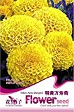 1 Original-Pack, 40 Samen / pack, Gelb afrikanischen Marigold Französisch Marigold Kräuter Tagetes Erecta Blumensamen # A005