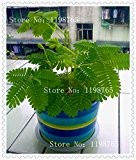 1 Packung 100 Seed Schüchterne Grassamen Laub Mimose Sensitive
