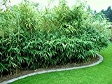 1 Pflanze 100 cm. Seltener Bambus Pseudosasa japonica Frosthart bis - 22 und Wuchs bis 10 Meter Höhe