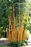 1 Pflanze 120-130 cm. Seltener Phyllostachys vivax Aureocaulis Der Zauberbambus Frosthart bis - 22 und Wuchs bis 10 Meter Höhe