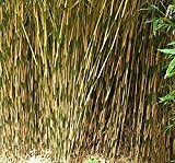 1 Pflanze 120-140 cm. Seltener Bambus Pseudosasa japonica Tsutsumiana Frosthart bis - 22 und Wuchs bis 8 Meter Höhe
