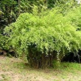 1 Pflanze 60-80 cm. Frostharter farbenprächtiger Bambus Fargesia nitida "Great Wall" schnellwachsend ohne Rhizome