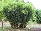 1 Pflanze 80-100 cm. Riesen Bambus Fargesia robusta Wolong enorm schnellwachsend ohne Rhizome