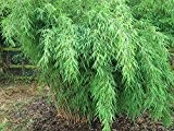 1 Pflanze Frostharter farbenprächtiger Bambus "Fargesia nitida " schnellwachsend ohne Rhizome