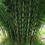 1 Pflanze Frostharter Hecken Bambus Fargesia robusta Campbell 100-110 cm. schnellwachsend ohne Rhizome