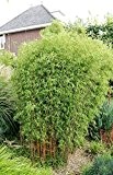 1 Pflanze Frostharter rothalmiger Schirmbambus "Fargesia jiuzhaigou " schnellwachsend ohne Rhizome ca.40-60 cm. Höhe