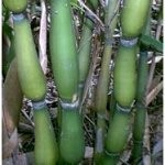1 Pflanze Pseudosasa japonica Tsutsumiana 30-50 cm 3-5 Halme