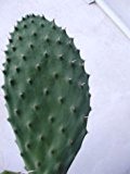 1 Schneiden "Stecklinge" "Opuntia Ficus Indica" lang von 15.10 cm
