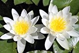 1 St. Weiße Seerose - Teichpflanze Schwimmpflanze