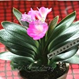 1 Stk Bonsai Blume Clivia Blume Kaffir Lily Echtsamen-DIY Garten immergrün Topfblume