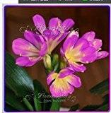 1 Stk Bonsai Blume Clivia Blume Kaffir Lily Echtsamen-DIY Garten immergrün Topfblume
