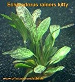 1 Topf Echinodorus Rainers kitty, Wasserpflanzen