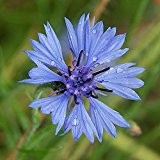10.000 Samen **Blaue Kornblume** -Centaurea cyanus- -Himmelblaue Blütenbracht-