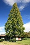 10.000 Samen Urweltmammutbaum (Metasequoia glyptostroboides) (Bis ca 50 Meter Hoch)