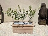 10 / bag Olive Bonsai Baum (Olea europaea) Samen, Bonsai Mini Olivenbaum, Olive Bonsai Frische exotische Baumsamen