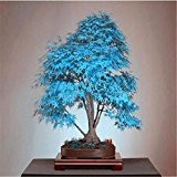 10 Bonsai blau Ahornbaum Samen Bonsai-Baum Samen. selten Himmel blau japanischen Ahornsamen Balkonpflanzen für Hausgarten