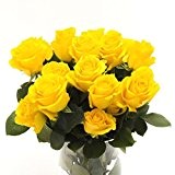 10 Gelbe Rosen im Bund, ca 30 bis 40cm +/- frisch vom Gärtner, sehr gut geeignet als Geschenk zum Valentinstag ...