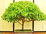 10 Kampferbaum Samen, Cinnamomum camphora, Kampfer, auch zur Bonsai Gestaltung