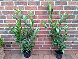 10 Kirschlorbeer Pflanzen, Höhe: 60-70 cm ab Topf, Prunus laur. Herbergii