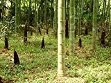 10 MOSO Bambus Samen, Phyllostachys pubescens, Bamboo seed, frischer Direktimport aus China Februar 2017