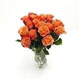 10 Orange Rosen im Bund, ca 30 bis 40cm +/- frisch vom Gärtner, sehr gut geeignet als Geschenk zum Valentinstag ...