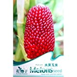 10 PCS Red wŠchserne Maissamen Neuheit Vegetable Seed