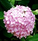 10 PCS Senior Bunte Bonsai Hortensie Samen, Einfaches DIY Balkon pflanzen, schöne Blumen pflanzen
