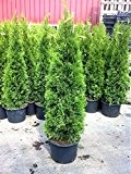 10 Pflanzen Thuja occidentalis Smaragd Kräftige Jungbäume Gesamthöhe 70-90 cm.