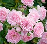10 Pflanzen wunderschöne Rosa The Fairy Bodendecker Rosen ca.30cm Winterharte Rose Frosthart