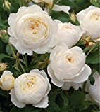 10 Pflanzen wunderschöne Rosa The Fairy WHITE Bodendecker Rosen ca.30cm Winterharte Rose Frosthart weiße Rosen